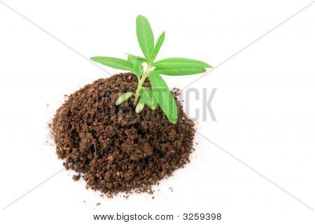土壤和植物