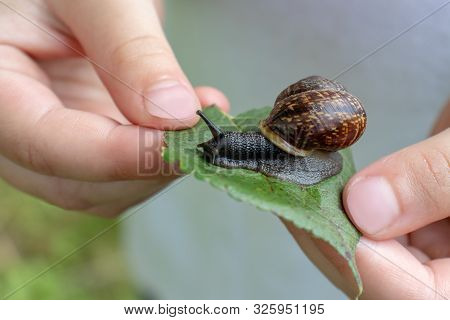 A Child Holding An Edible Snail Fructicicola Fruticum On Green Leaf, Summer Time