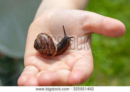 A Child Holding An Edible Snail Fructicicola Fruticum Close Up In Hand, Sunny Day In Summer Time