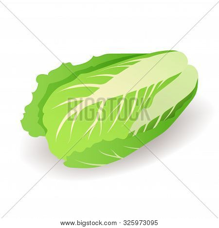 Fresh Green Chinese Cabbage Icon Isolated On White Background, Organic Vegetable, Vector Illustratio