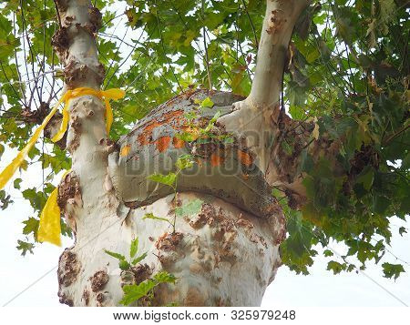 Golden Autumn With Leaves In The Forest