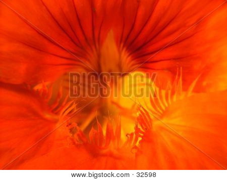 Close Up di un Nastirtium