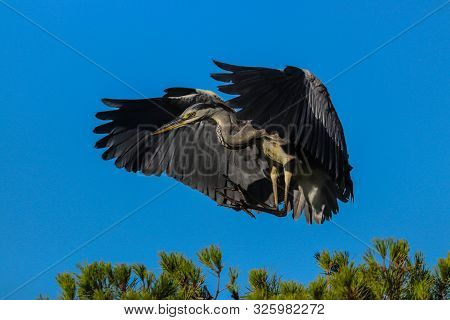 Grey Heron Lands. Bird In Wild Nature. Photo From Aniamal Live.