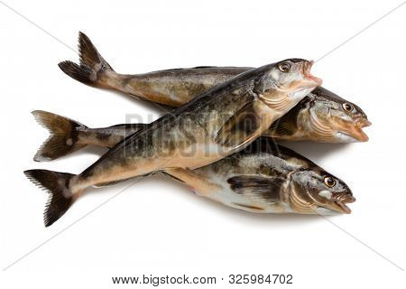 Freshly caught sea fish Arabesque greenling bass , 34 cm long. Commercial fish is found in the seas of the Far East. Isolation on a white background.