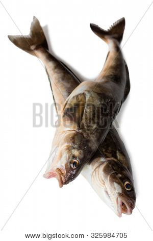 Freshly caught sea fish Arabesque greenling bass, Commercial fish is found in the seas of the Far East. Isolation on a white background.