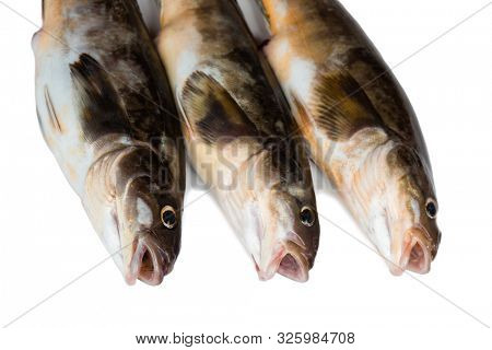 Freshly caught sea fish Arabesque greenling bass, Commercial fish is found in the seas of the Far East. Isolation on a white background.