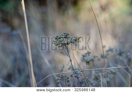 Dried Immortelle Sandy Flowers Or Zmin (helichrysum Arenarium). Close-up. Soft Focus. Eye Level Shoo