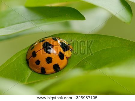 Ladybug Yellow On A Green Leaf Background, Variable Ladybird Beetles - Coelophora Inaequalis