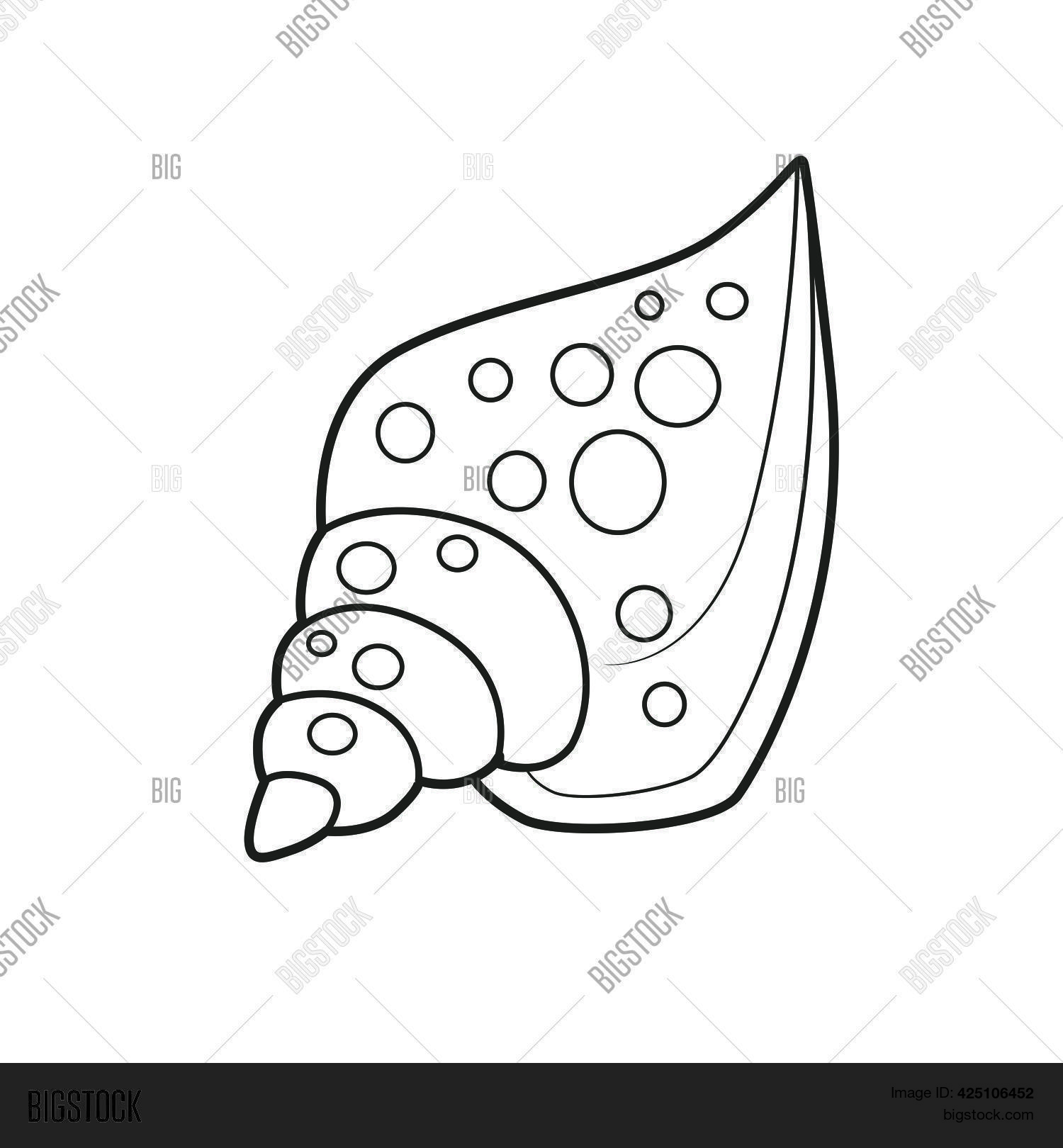 Miter Cone Shell Vector & Photo (Free Trial) Bigstock