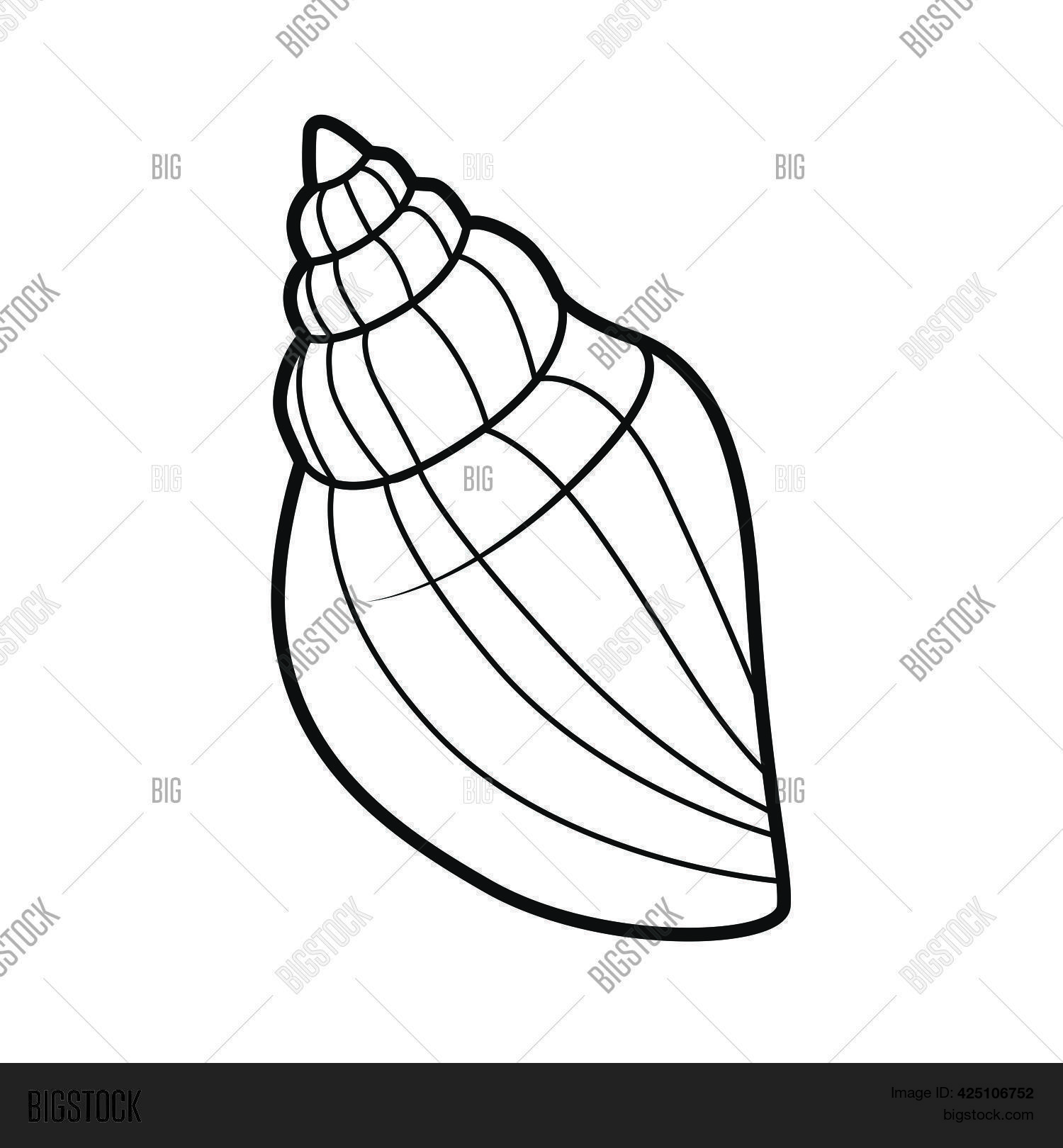 Miter Cone Shell Vector & Photo (Free Trial) Bigstock