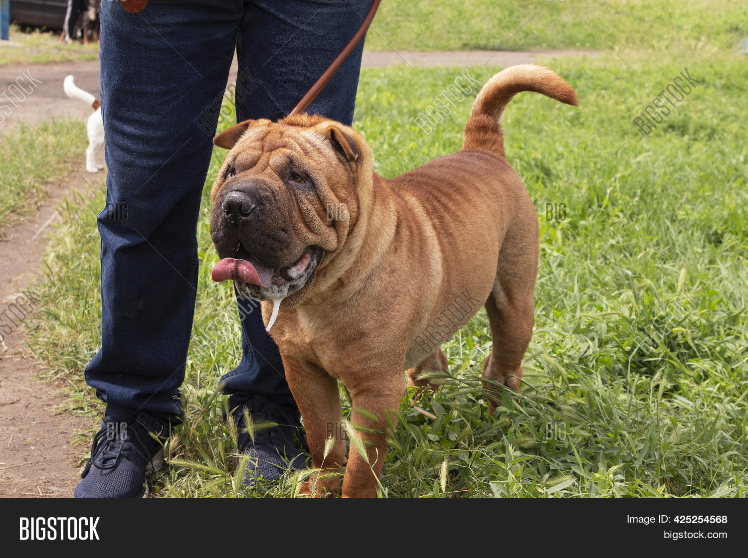 shar pei long haired