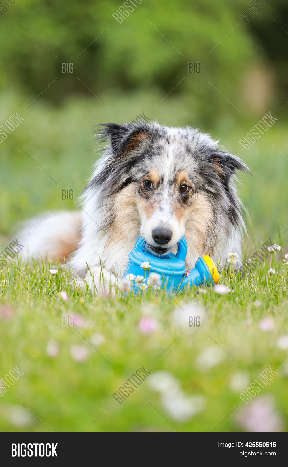 blue sheltie