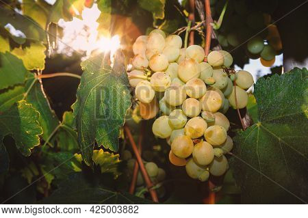 Riesling Grapes With Sun Rays . Riesling Grape Produces An Aromatic Scent With High Acidity