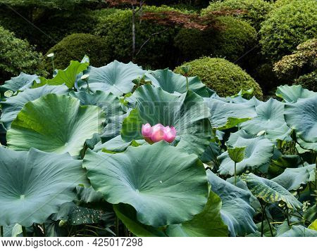 Lotus Flower Bloowing In Miidera Temple - Otsu, Shiga Prefecture, Japan