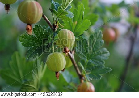 green gooseberry berries hang on the bush