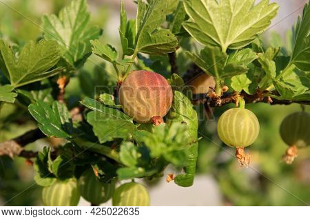 Green Gooseberry Berries Hang On The Bush