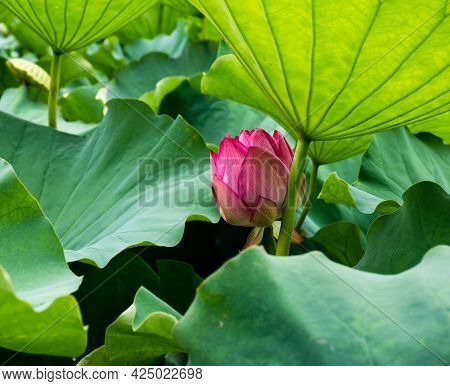 Lotus Flowers Blooming In Shinobazu Pond In Ueno Park -tokyo, Japan