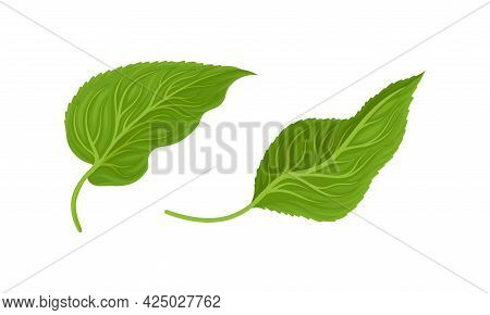 Green Petiolate Sunflower Heart-shaped Leaf With Veins Vector Set