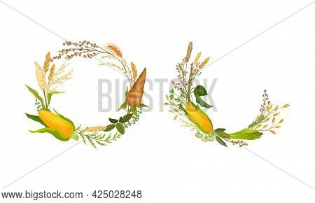 Agricultural Composition With Different Spikelet And Grain Crop Like Corn And Wheatear Vector Set