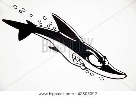 Cartoon Shark