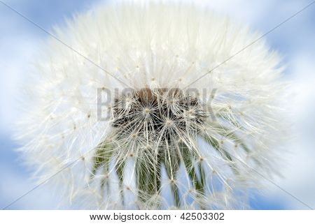Spring Flowers