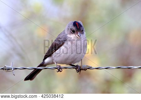Pileated Finch (coryphospingus Pileatus), Isolated, Perched On A Barbed Wire.