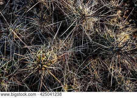 Looking Down Into The Countless Thorns Of A Cactus In Big Bend National Park