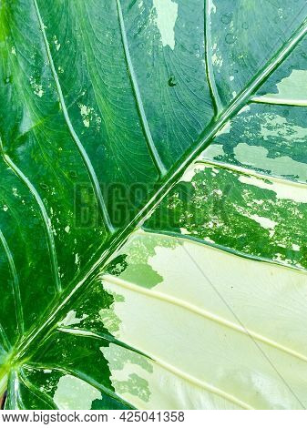 Alocasia Odora Variegata As The Background Texture