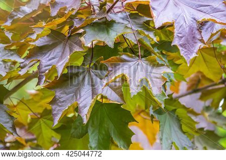 Tree Branch With Dark Red Leaves, Acer Platanoides, The Norway Maple Crimson King. Red Maple Acutifo
