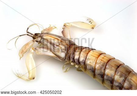 Head Top View Of A Mantis Shrimp Or Stomatopods, A Carnivorous Marine Crustacean Also Called 