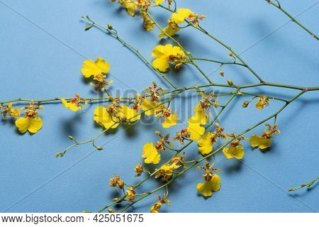 Oncidium Orchid Flowers Branch On The Blue Flat Lay Abstract Background.