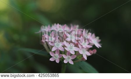 A Portrait Of Pentas Lanceolata Flowers - Egyptian Starcluster