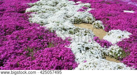 Beautiful Pink And White Phlox Subulata, Or Creeping Phlox Spring Flowers Blooming In The Garden. Cr