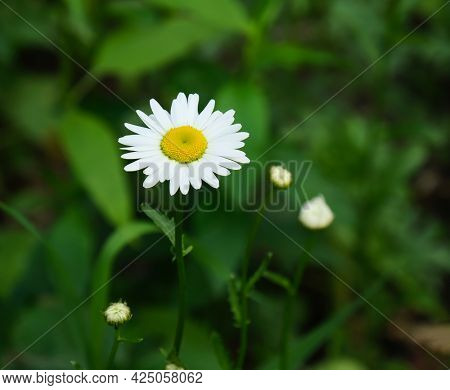 chamomile white flower on green leavel background
