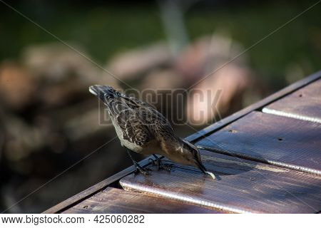 A Vertical Selective Focus Of A Chilean Mockingbird During The Daytime With A Blurry Background