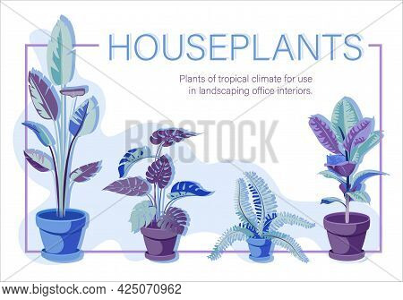 Monstera, Ficus, Banana, Fern. Houseplants. Set. Vector Floral Poster. Iimage Of Room Flowers.