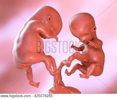 Monozygotic Twin Embryos With Single Placenta, 3d Illustration. Early Fetal Period, Week 8 - Week 16