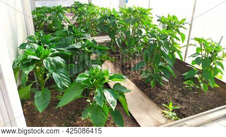 Bulgarian Pepper Grows In A Greenhouse. Growing Vegetables In The Garden. Agriculture.