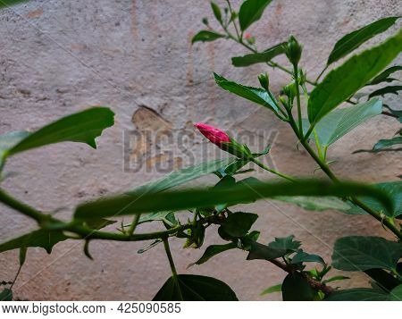 Stock Photo Of Beautiful Red Color Hibiscus Flower Bud With Green Leaves Blooming In The Home Garden