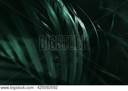 Green palm leaf on a dark background