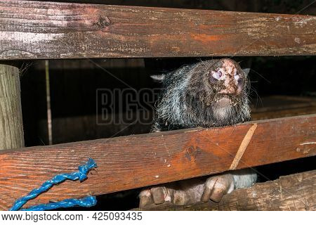 Minipig In A Old Hog House Dark And Dirty
