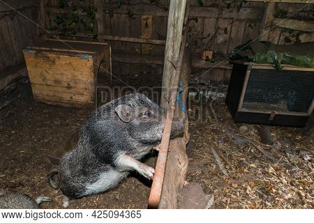 Minipig In A Old Hog House Dark And Dirty
