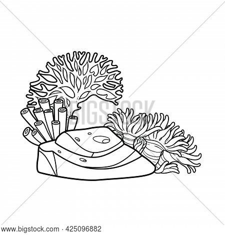 Corals And Thin Sponges Grow On A Low Rock Coloring Book Linear Drawing Isolated On White Background