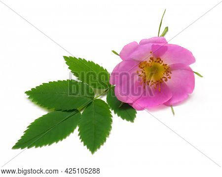 roseship pink flower with green leaf branch isolated on white background