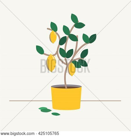 Lemon Tree In A Pot. Harvest 3 Lemons. Spanish Lemon Tree Grows In A Yellow Pot