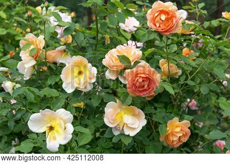 Blooming Orange English Rose In The Garden On A Sunny Day. Rose Lady Of Shalott