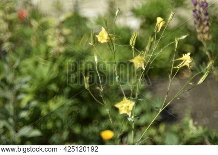 Flowers Of Aquilegia Golden-flowered Aquilegia Chrysantha In The Garden And Bokeh