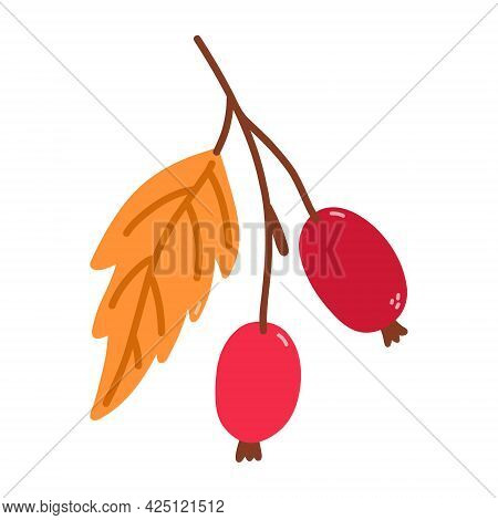 Sprig With Rose Hips And Leaves Isolated On White Background. Vector Hand-drawn Illustration In Cart