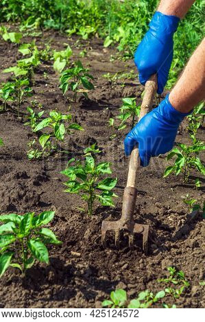 The Farmer Rakes The Soil Around The Young Pepper. Close-up Of The Hands In Gloves Of An Agronomist 