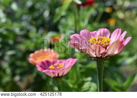 Colorful Tsinia Flowers Taken From The Side In The Garden With Bokeh